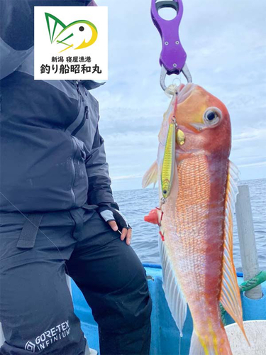 アマダイの釣果