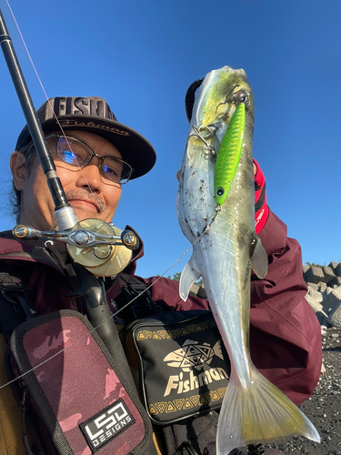 シロサバフグの釣果