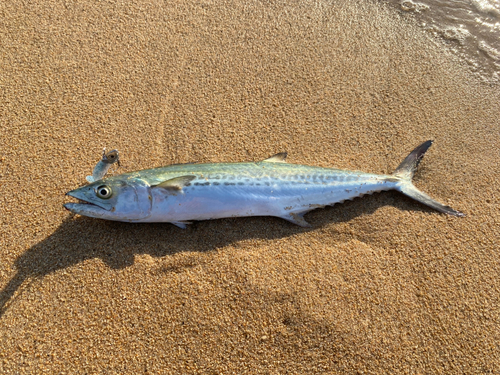 サゴシの釣果