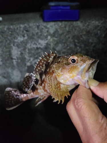 カサゴの釣果