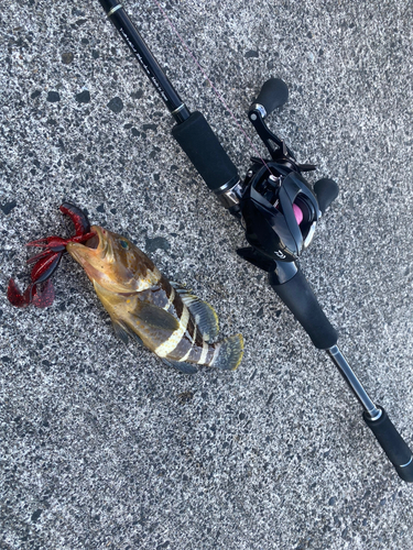 アオハタの釣果