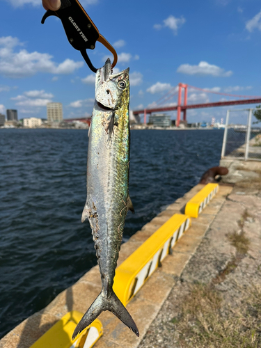 サゴシの釣果