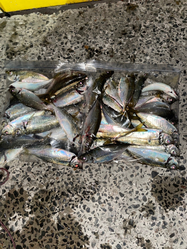 アジの釣果