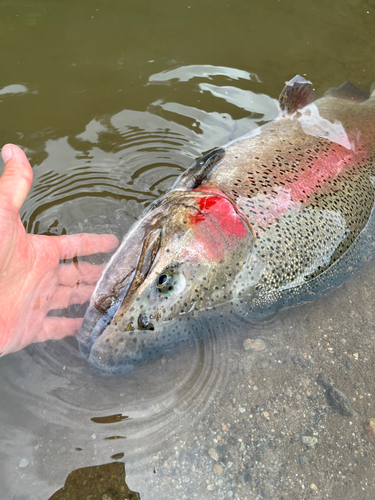 ニジマスの釣果