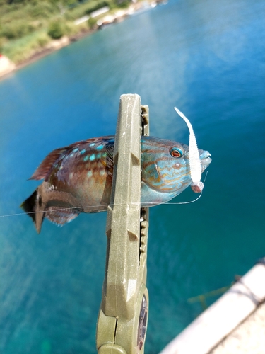 ホシササノハベラの釣果