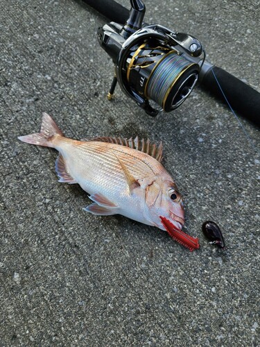 マダイの釣果