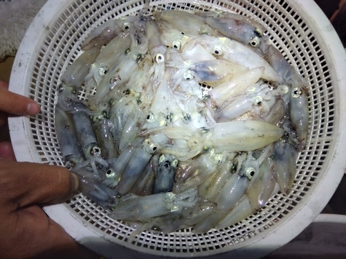 ヒイカの釣果