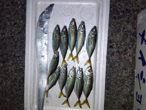 アジの釣果