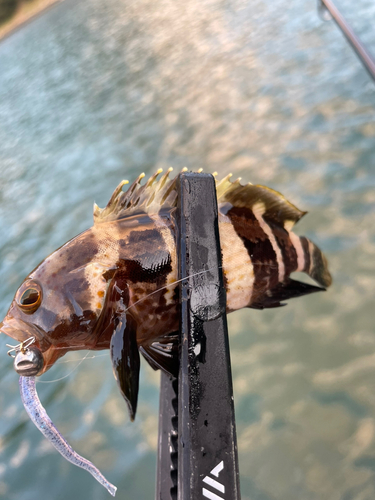 アオハタの釣果