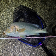 コロダイの釣果