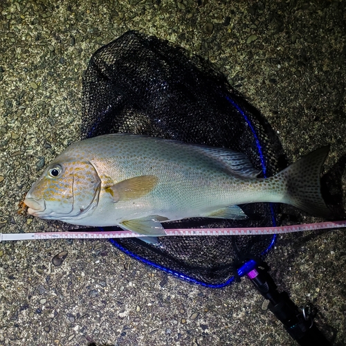 コロダイの釣果