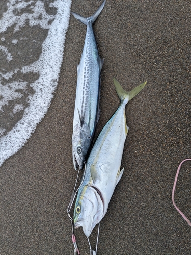 ワカシの釣果