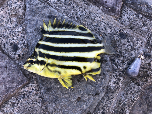 カゴカキダイの釣果