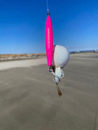 クサフグの釣果