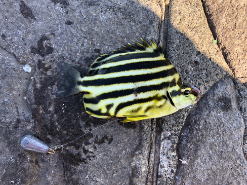 カゴカキダイの釣果