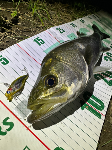 シーバスの釣果