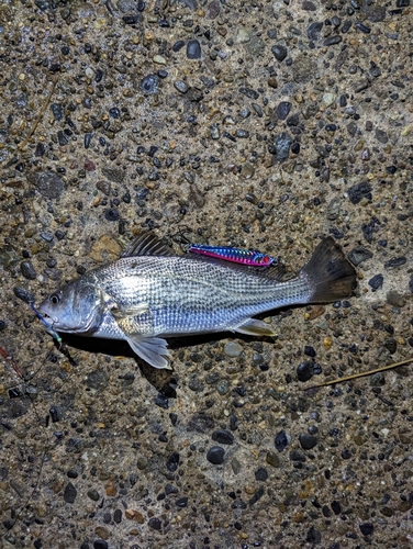 イシモチの釣果