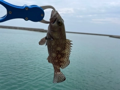 ナミハタの釣果