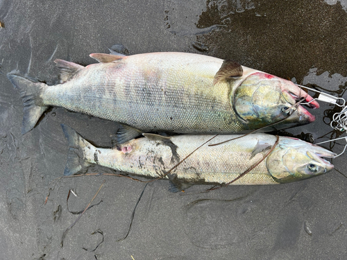 サケの釣果