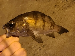 メバルの釣果