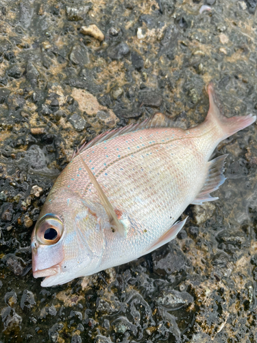 チャリコの釣果