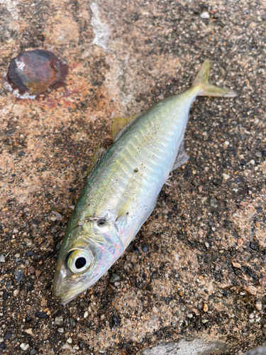 マルアジの釣果