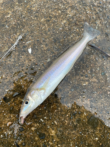 シロギスの釣果