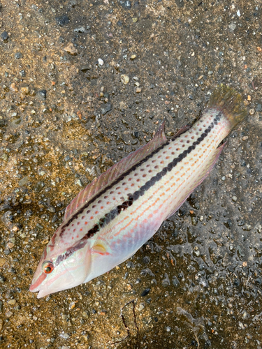 キュウセンの釣果