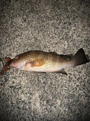 オオモンハタの釣果