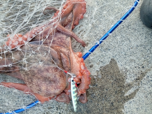 マダコの釣果