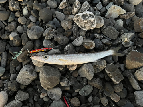 カマスの釣果