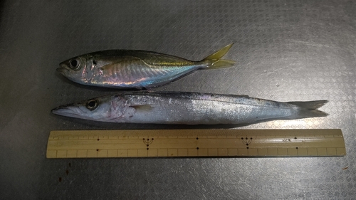 カマスの釣果