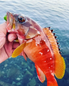 アカハタの釣果