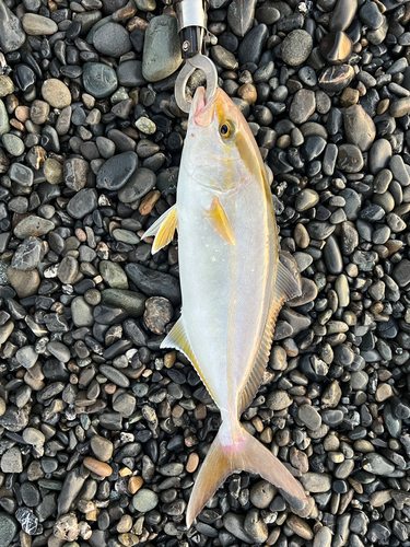 ショゴの釣果