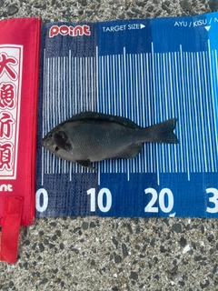 メジナの釣果