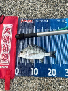 メイタの釣果