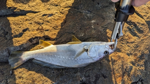 ニベの釣果