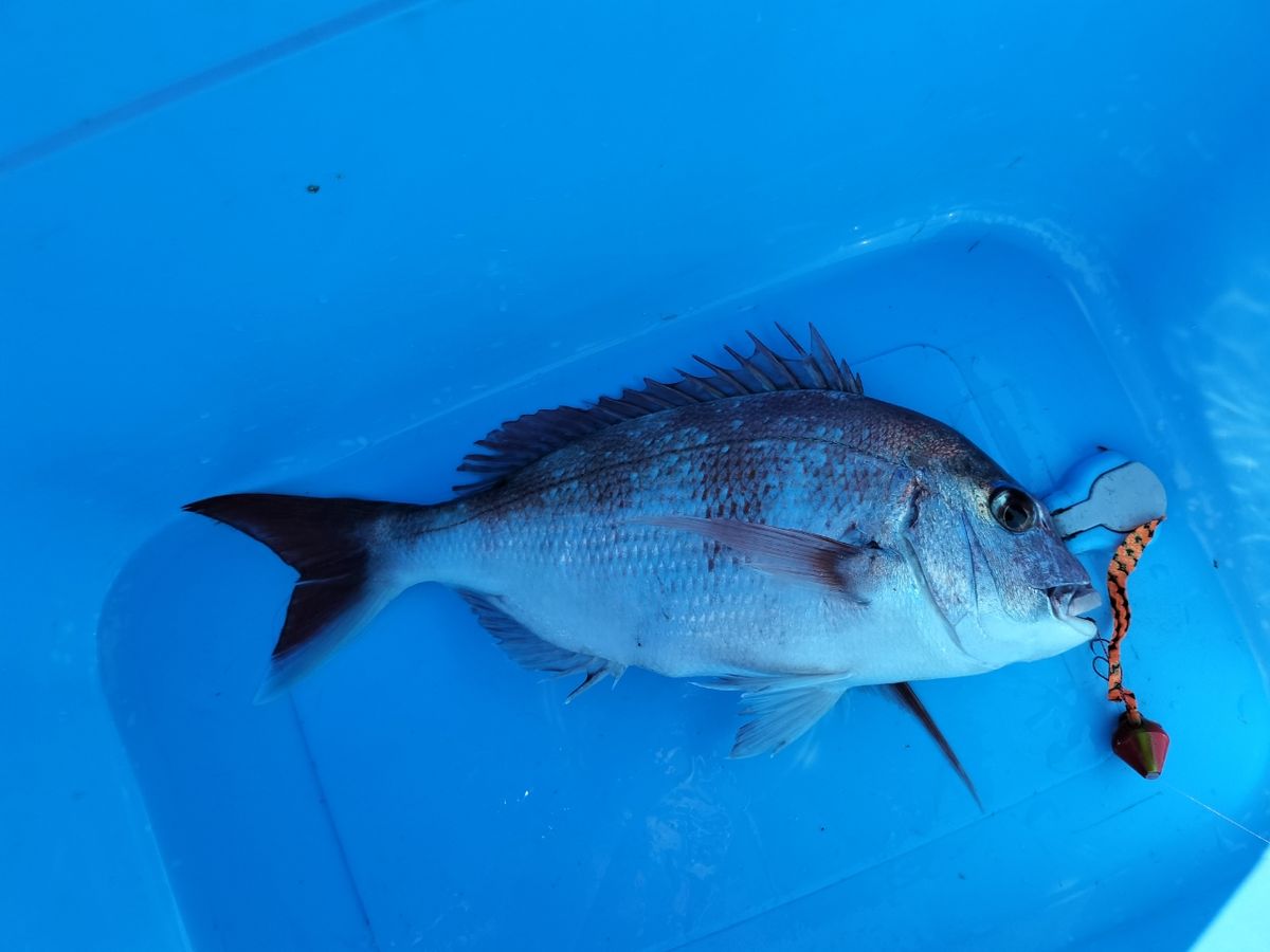 ドS東京湾鯛ラバ備忘録さんの釣果 2枚目の画像