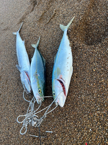 サゴシの釣果