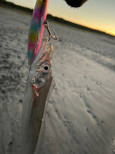 タチウオの釣果