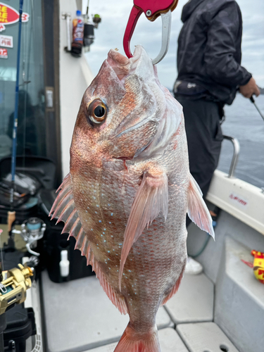 マダイの釣果