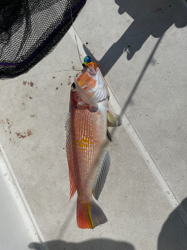 アマダイの釣果