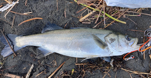 スズキの釣果