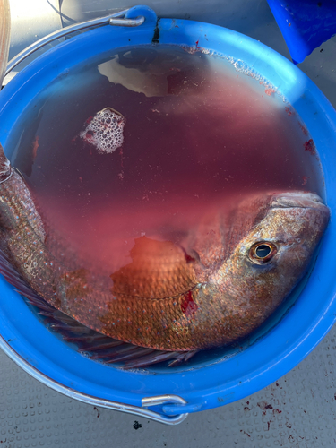 マダイの釣果