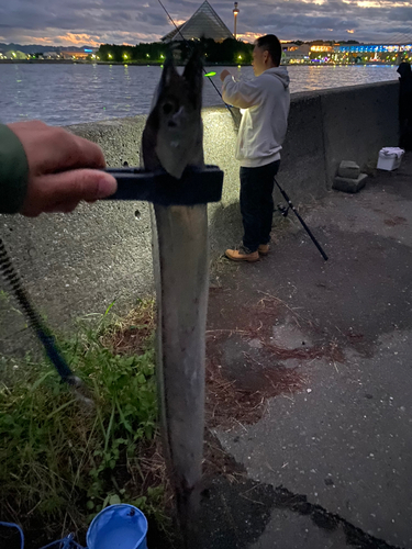 タチウオの釣果