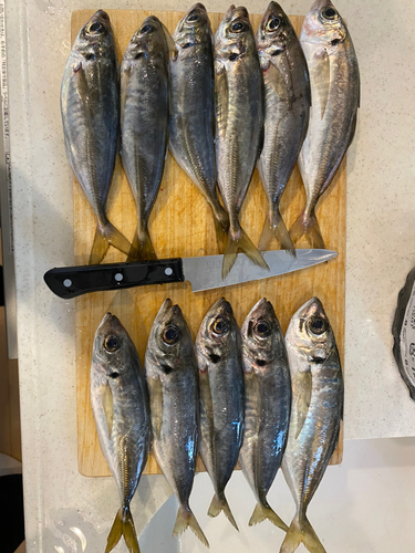 アジの釣果