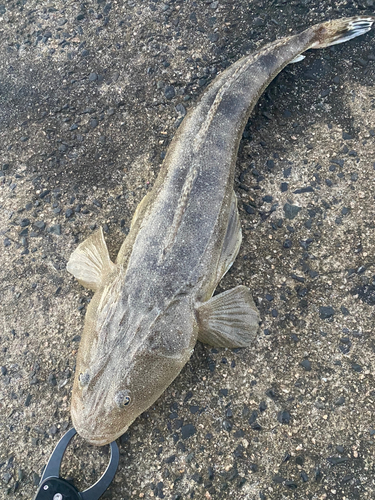 マゴチの釣果