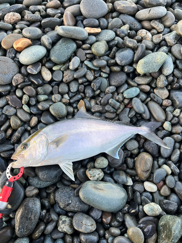 カンパチの釣果