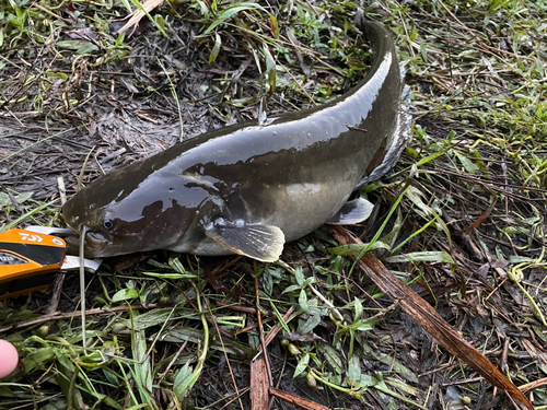 ナマズの釣果