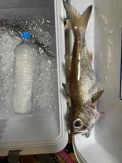 クロムツの釣果